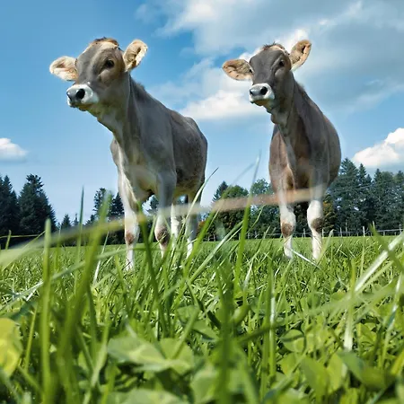 شقة Landwohnung لينغيناو